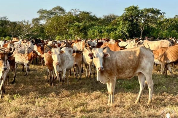 Transhumance transfrontalière en Guinée Forestière